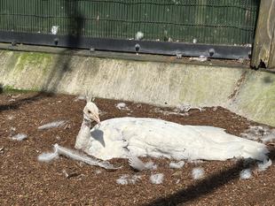 クジャクたちの大移動、セイラン始めます!