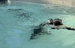 ペンギン達の新しい看板