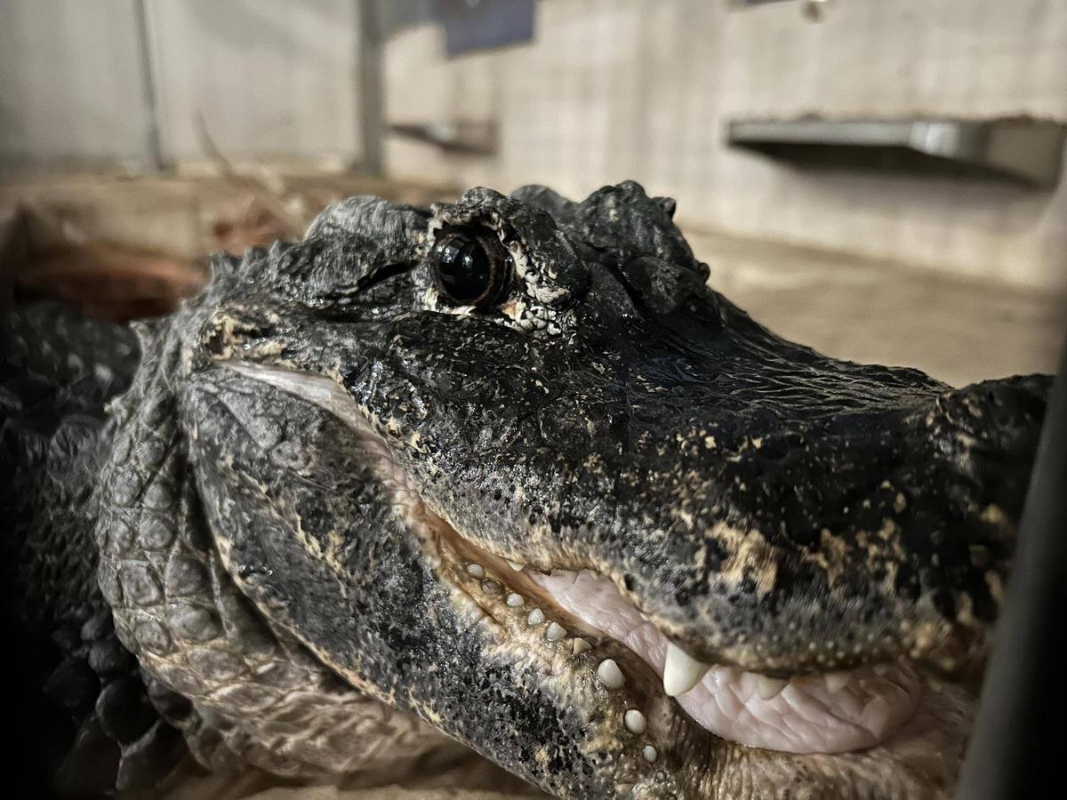 ワニページ【コスモリ】 b70ac78c2565b4856e024bed1e73d3