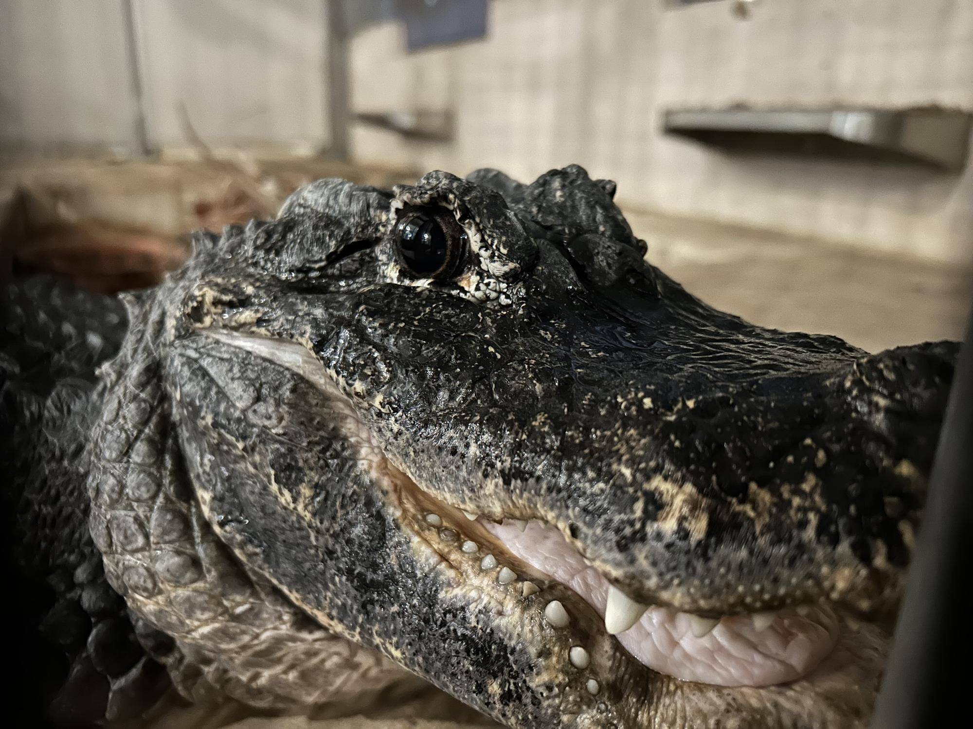 ヨウスコウワニは心なしかいつも笑顔の写真