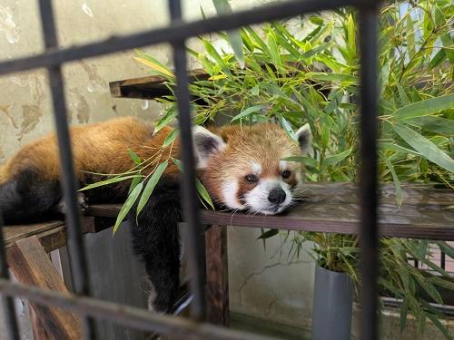 こそこそとの写真