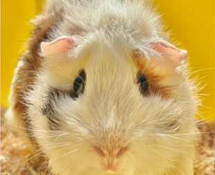 モルモットのお名前紹介シリーズ⑯6月生まれのモルモット