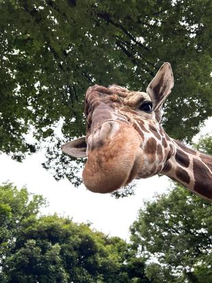 【あみあみ便り】今年も世界キリンの日がやってきますよ!