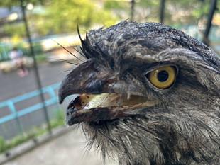 ペアリングの困難な道のり