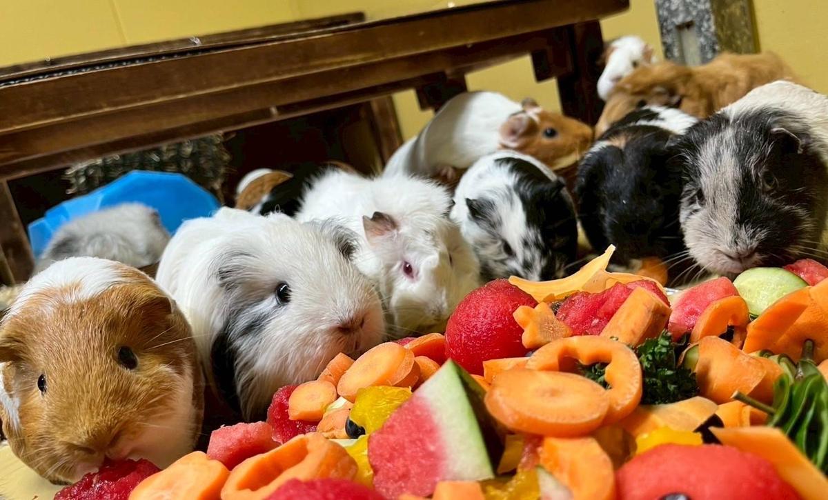 モルモットたちいつもありがとう🌻|なかよしタイムズ｜ブログ|野毛山