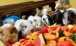 モルモットたちいつもありがとう🌻