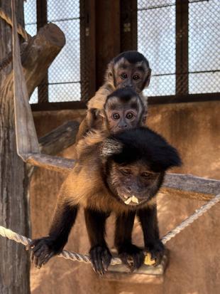 ㊗オマキベビーズ1歳！　～ベビーズ誕生から現在まで～　②