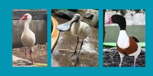 【バードケージ】どうぶつガイド