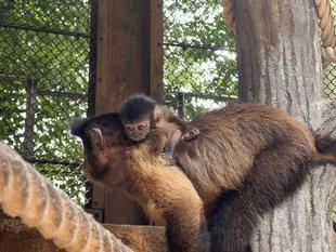 ㊗オマキベビーズ1歳！　～ベビーズ誕生から現在まで～　①
