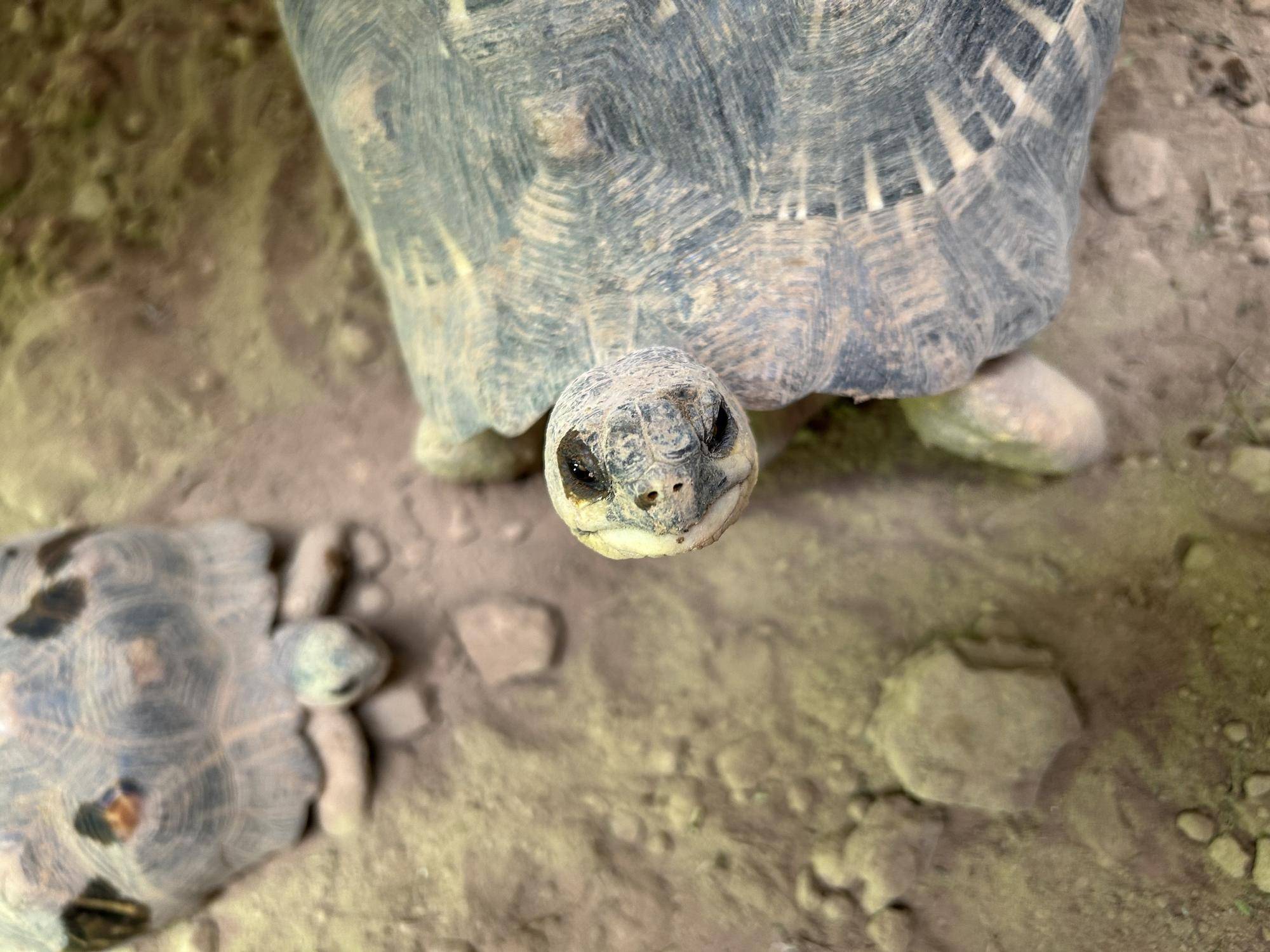 カメたちよ進化せよの写真