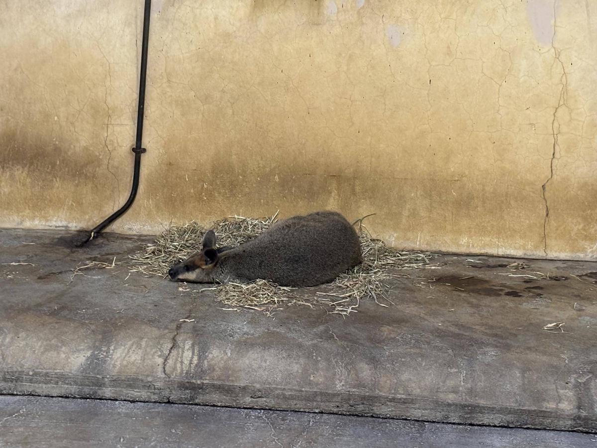 ワラビースライム|動物トピックス｜ブログ|野毛山動物園公式サイト