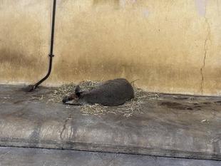 ワラビースライム