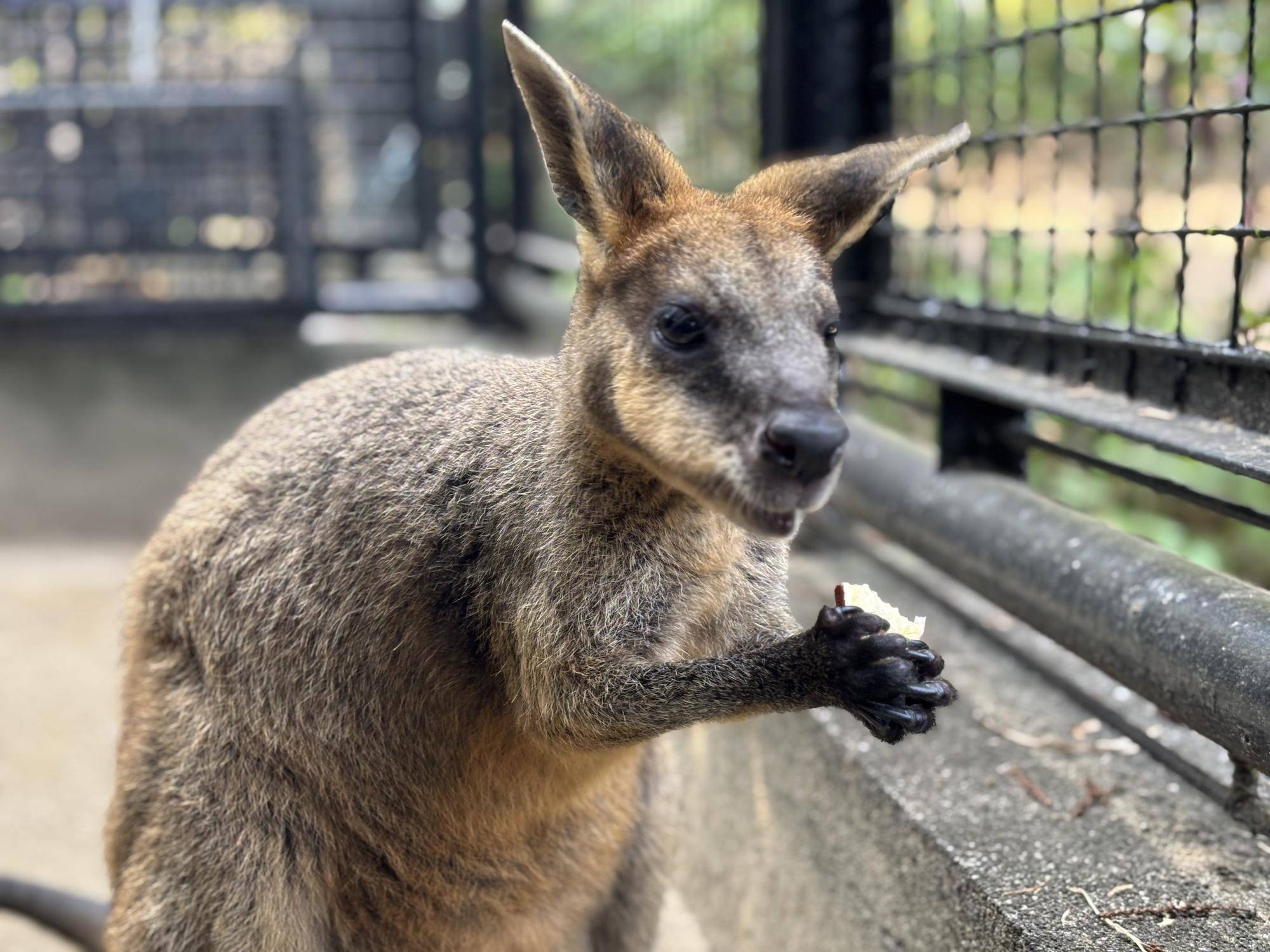 カナブンブンハローアスタの写真