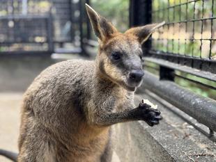 カナブンブンハローアスタ