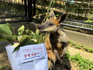 ヤサブローHPB！！！