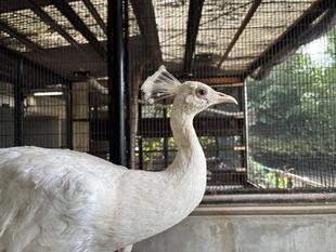 クジャクたちの大移動、セイラン始めます！②