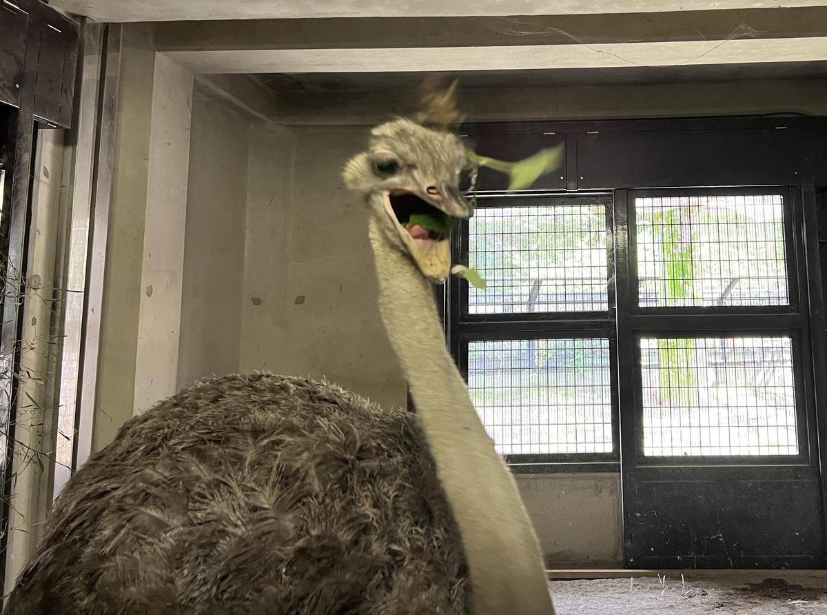 野草物語|動物トピックス｜ブログ|野毛山動物園公式サイト｜公益財団
