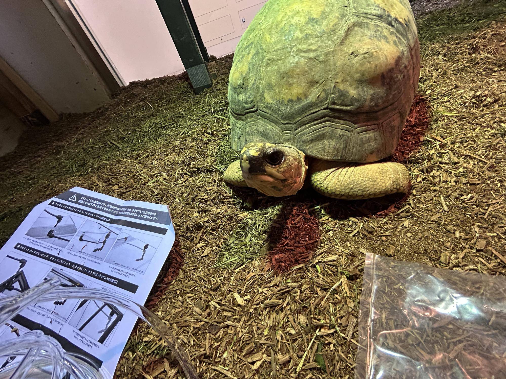 近づいてくるリクガメたちの写真