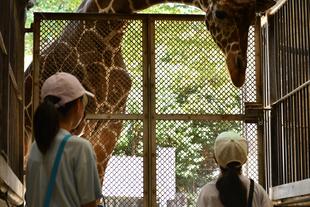 【飼育展示係長の野毛山日記③】　今年も実施、飼育体験！