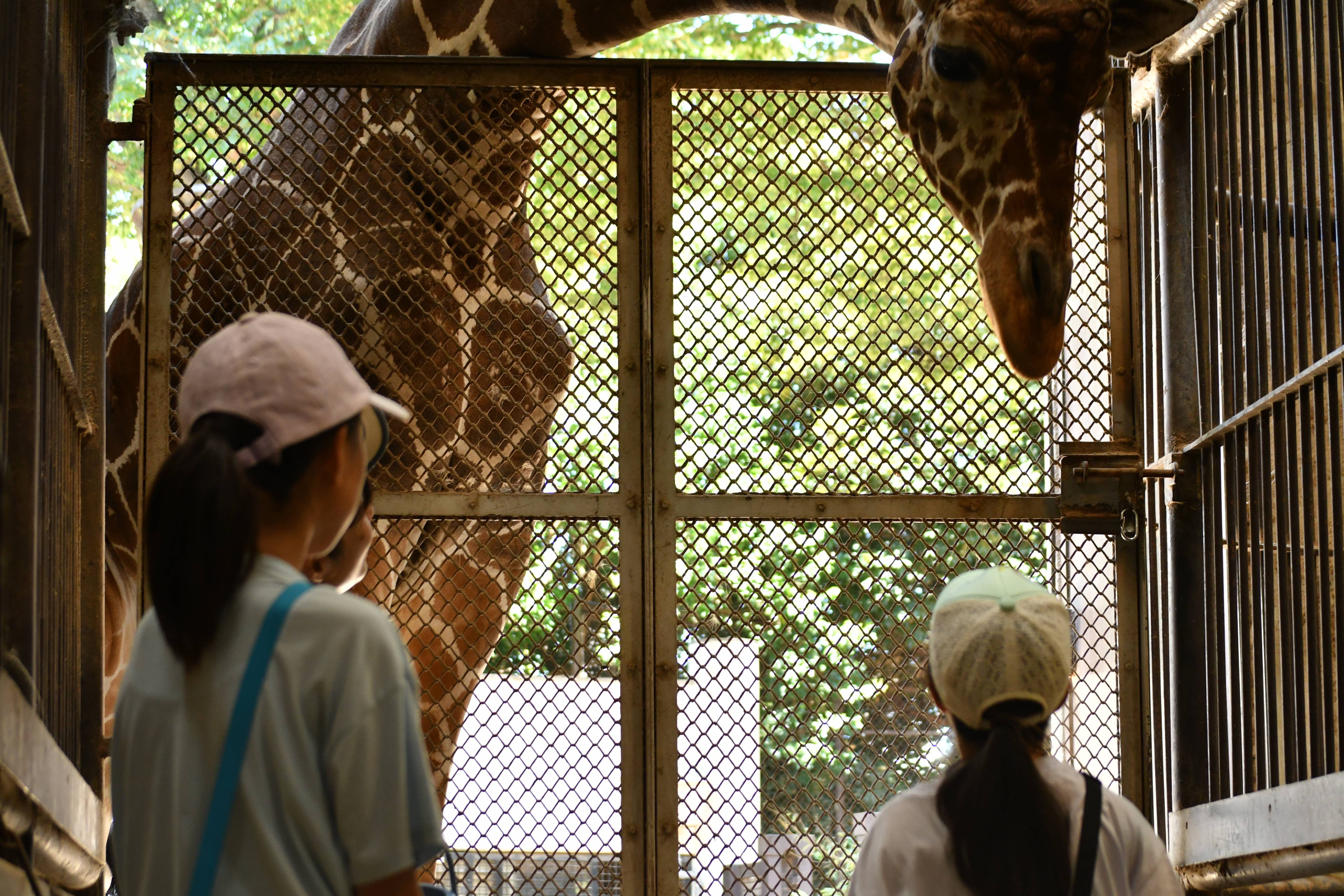 【飼育展示係長の野毛山日記③】 今年も実施、飼育体験!の写真