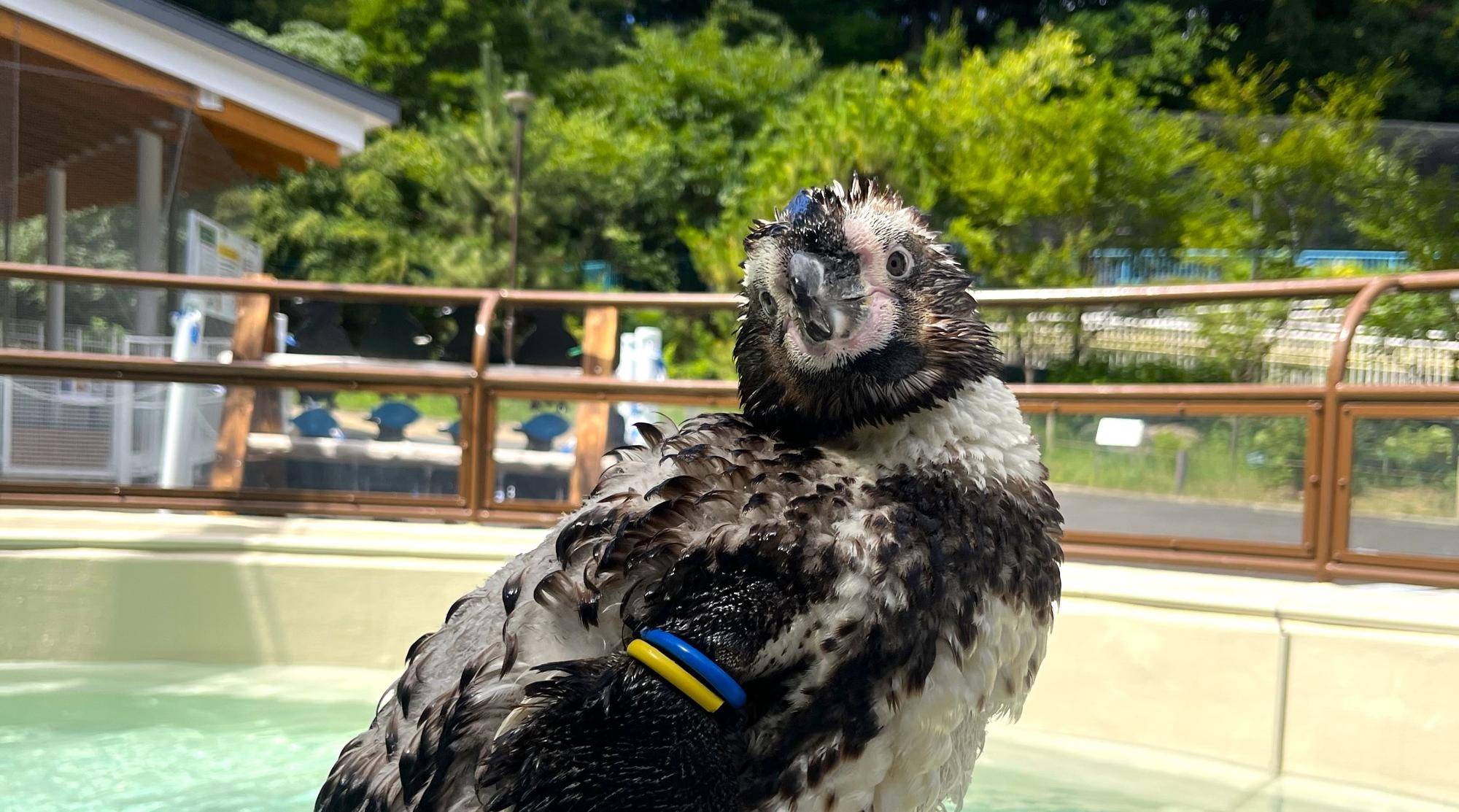 ペンギン達の換羽の写真