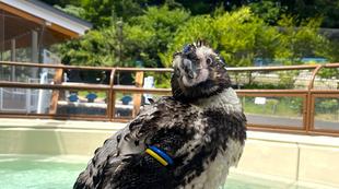 ペンギン達の換羽