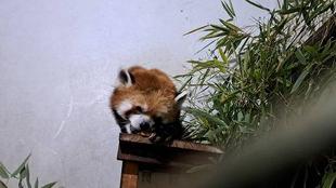 凍ったリンゴと冷えたイチゴ