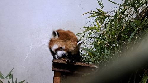 凍ったリンゴと冷えたイチゴの写真