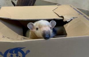 段ボールとコアリクイ