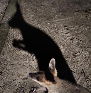 オツカレナイトォォォ！！