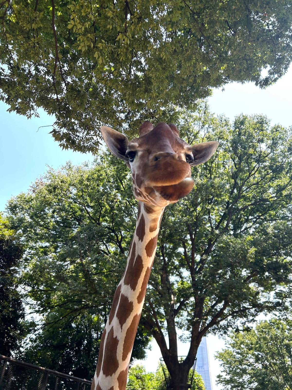 あみあみ便り】 世界キリンの日イベントのご報告|動物トピックス