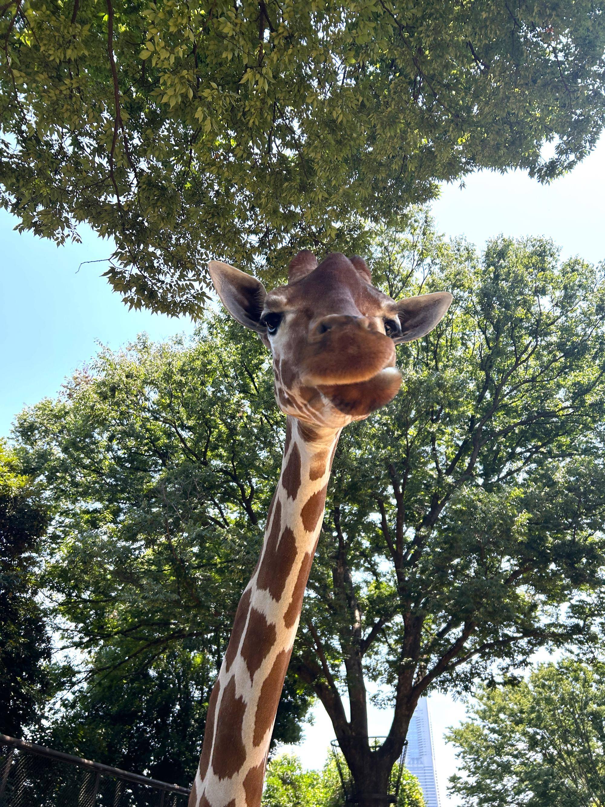 【あみあみ便り】 世界キリンの日イベントのご報告の写真