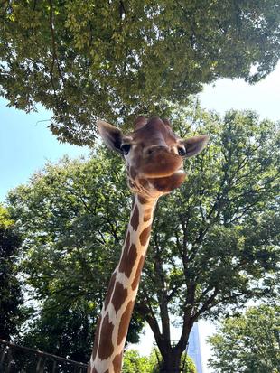 【あみあみ便り】　世界キリンの日イベントのご報告