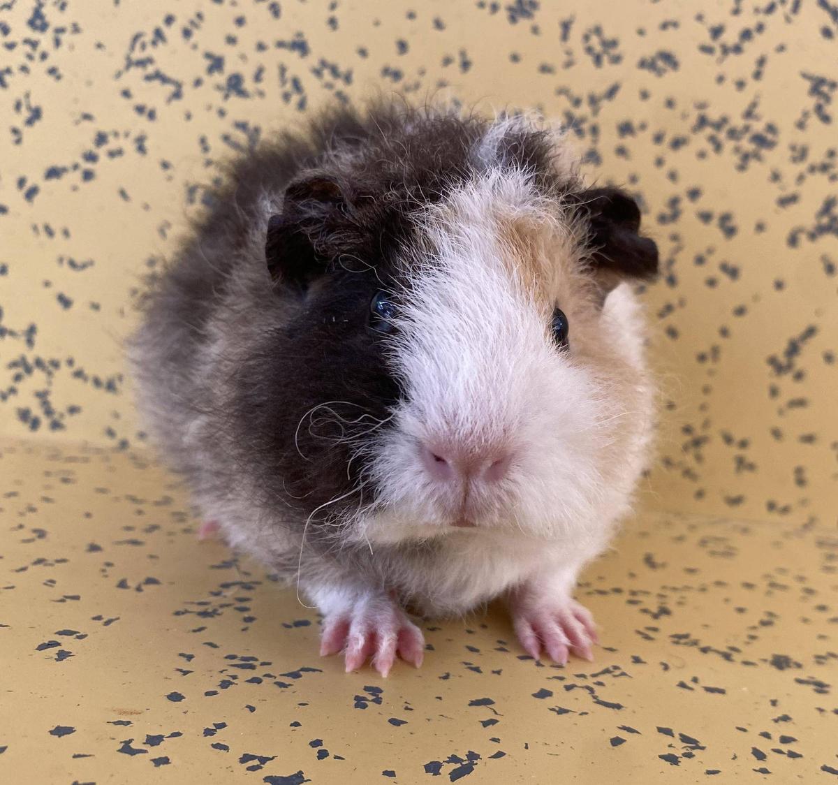 7400dff24eff1ded7eaf68bc33fa86