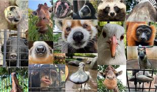 のげっ子正面顔クイズ！！