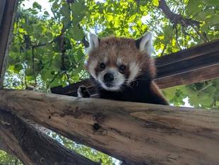 「ナイトのげやま」はじまってます