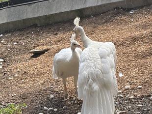 アズキとアンズ