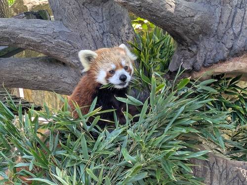 レッサーパンダの特別ガイドはじめます(はじまってます)その2の写真