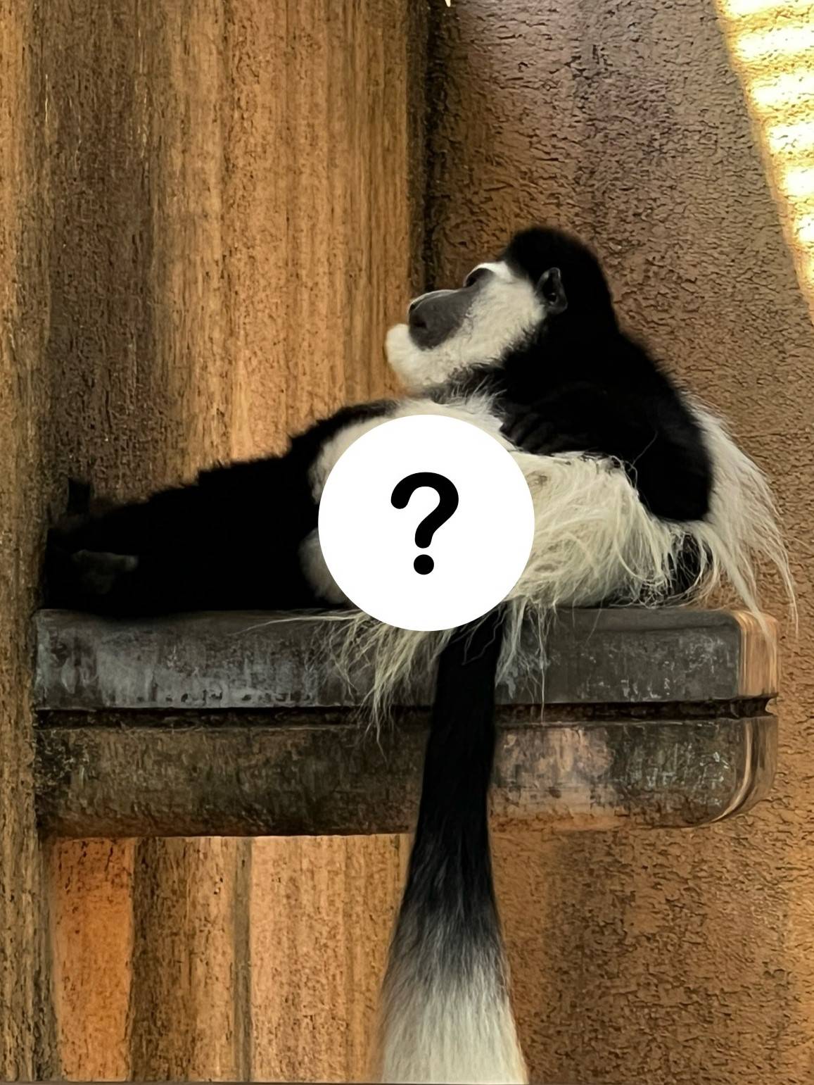 コロブスのここ、見たことある?の写真