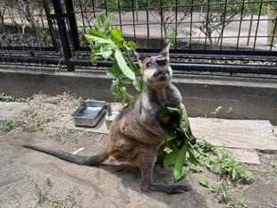 ヤサブロー完勝