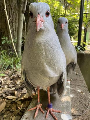 カグーの羽事情　【前編】