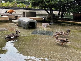 マガモのオスはどこへ？