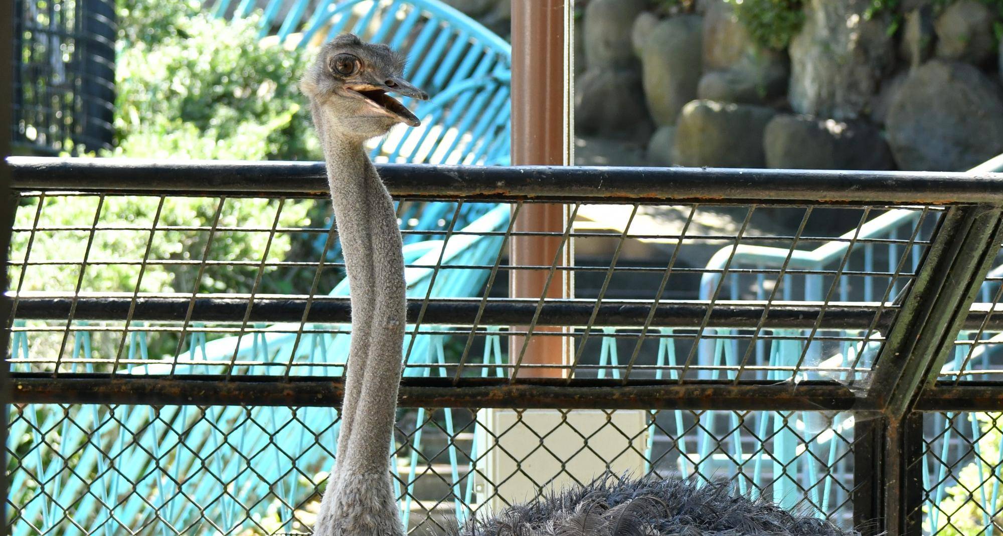 動物感謝祭の裏での写真