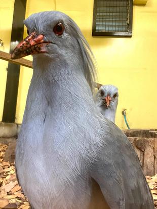 カグーの羽事情　【後編】