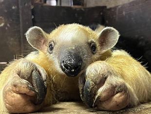 どうぶつガイド10月の予定　