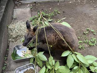 イヌビワの逆襲