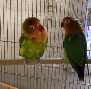 おじじ　ゆっくり休んでね