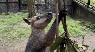 フードファイターバロン前編