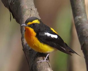   野毛山動物園でバードウォッチング入門・秋　※受付を終了しました
