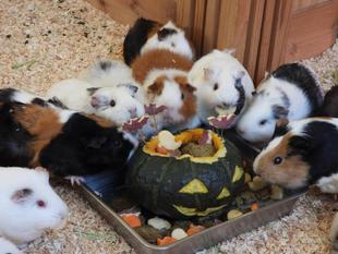 モルモットのお名前紹介シリーズ㉑　～ハロウィンバージョン🎃～